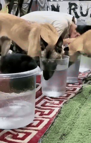 dogwater.gif