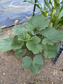 IMG_1639.jpeg