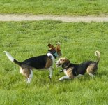 daisymax30.jpg