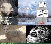 memes-a-sheep-gives-birth-to-a-dog.jpeg