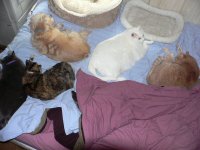Sleeping partners 600px.jpg
