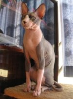 200px-Sphinx2_July_2006.jpg