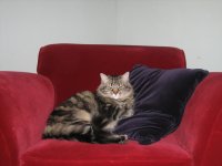 NevRedChair.jpg