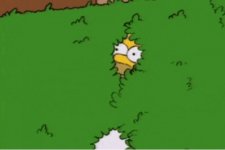 homer_hide.jpg