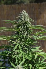 Tangerine Dream1.jpg