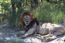 B  lion.jpg