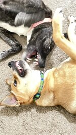 IMG_0625.jpeg