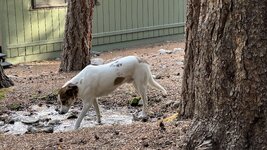 IMG_4905.jpeg