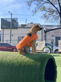 IMG_9354.jpeg