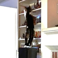 kato being bad 2025.jpg