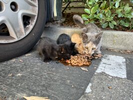 IMG_6569.jpeg