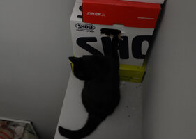 IMG_2906.jpeg