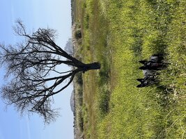 IMG_1552.jpeg