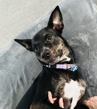 1749960158538.jpeg
