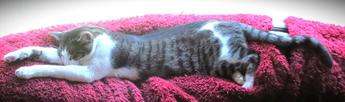 Kato the Long June 2025 (1).JPG