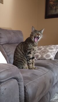 Togo Yawn.JPG