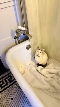 IMG_4515.jpeg