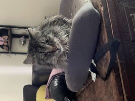 IMG_8662.jpeg
