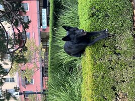 IMG_2151.jpeg