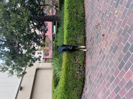 IMG_2152.jpeg