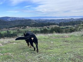 IMG_2365.jpeg