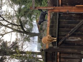 IMG_9205.jpeg
