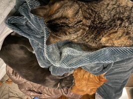 IMG_2563.jpeg
