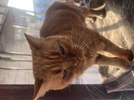 IMG_2385.jpeg