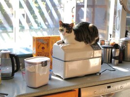 Kato on bread machine December 2025 (1).JPG Kato on bread machine December 2025 (1).JPG