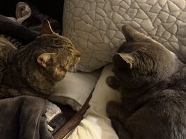 IMG_8653.jpeg