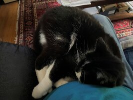 lapchonk.jpg