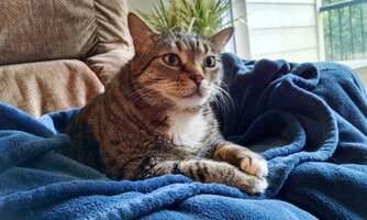 daisy_chair_pose_20180503.jpg