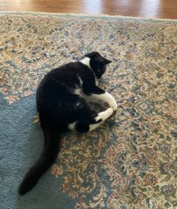catnipmaus2.JPG