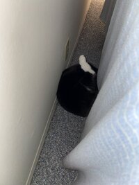 hiding.jpg
