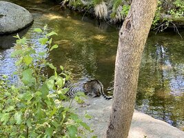 IMG_7305.jpeg