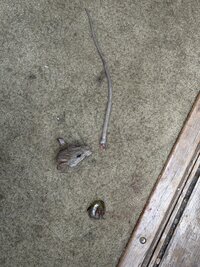 IMG_0646.jpeg