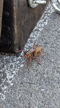 Cricket.jpg Cricket.jpg