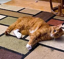 Cedric with cat mint.jpg