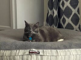 Gatto.jpg