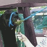 llamaspit4.gif