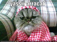 funny-pictures-yassir-arracat.jpg