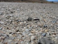 RoadSurface.jpg
