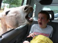 hilarioushorse.jpg