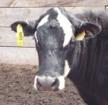 cattle ear tags.jpg