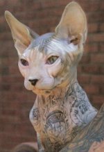tattoo-cat1.jpg